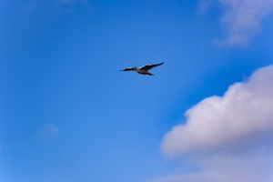 Alcochete seagull