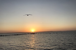 Alcochete sunset with Seagull